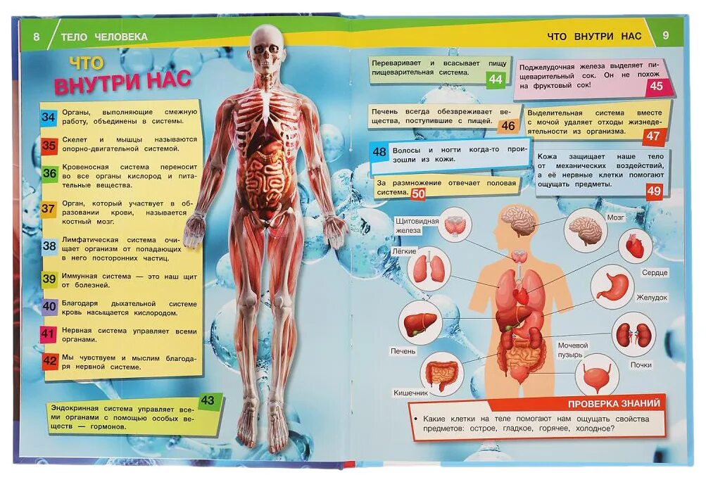 Название организма человека. Умка тело человека энциклопедия. Тело человека. Детская энциклопедия. Энциклопедия для детского сада. Тело человека.