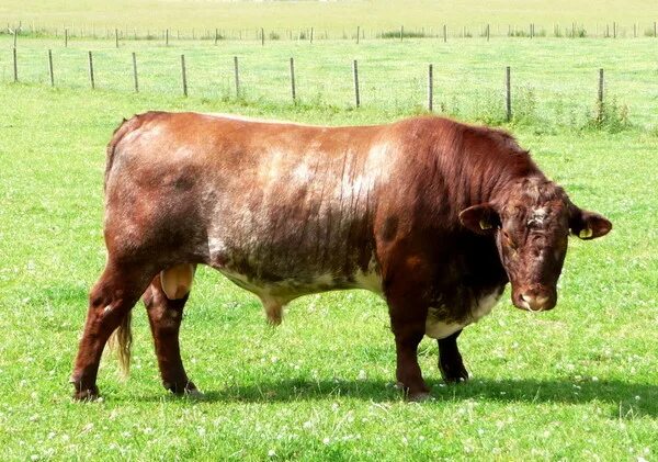 Породы быков с фотографиями и названиями Pin by Henry Jose Caravaca Alvarado on animales increíbles...H. Animals, Bull, B