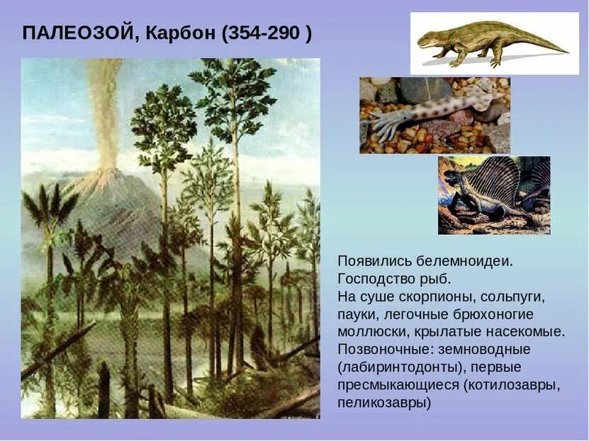 Карбон животные. Карбон период палеозойской эры. Каменноугольный период палеозойской эры. Палеозойская Эра каменноугольный период растительный мир. Карбон каменноугольный период палеозойской эры.