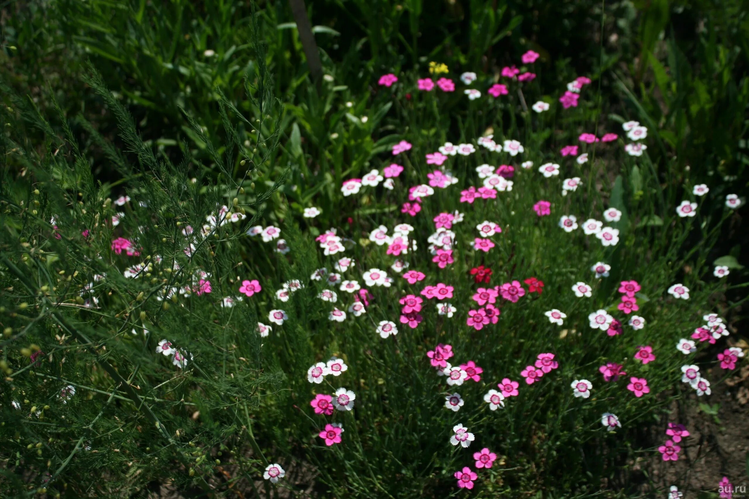 Гвоздика травянка уход. Гвоздика травянка (Dianthus deltoides). Гвоздика травянка многолетняя. Гвоздика травянка Shrimp.