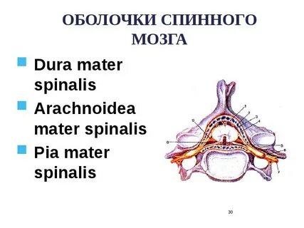Оболочки спинного мозга характеристика