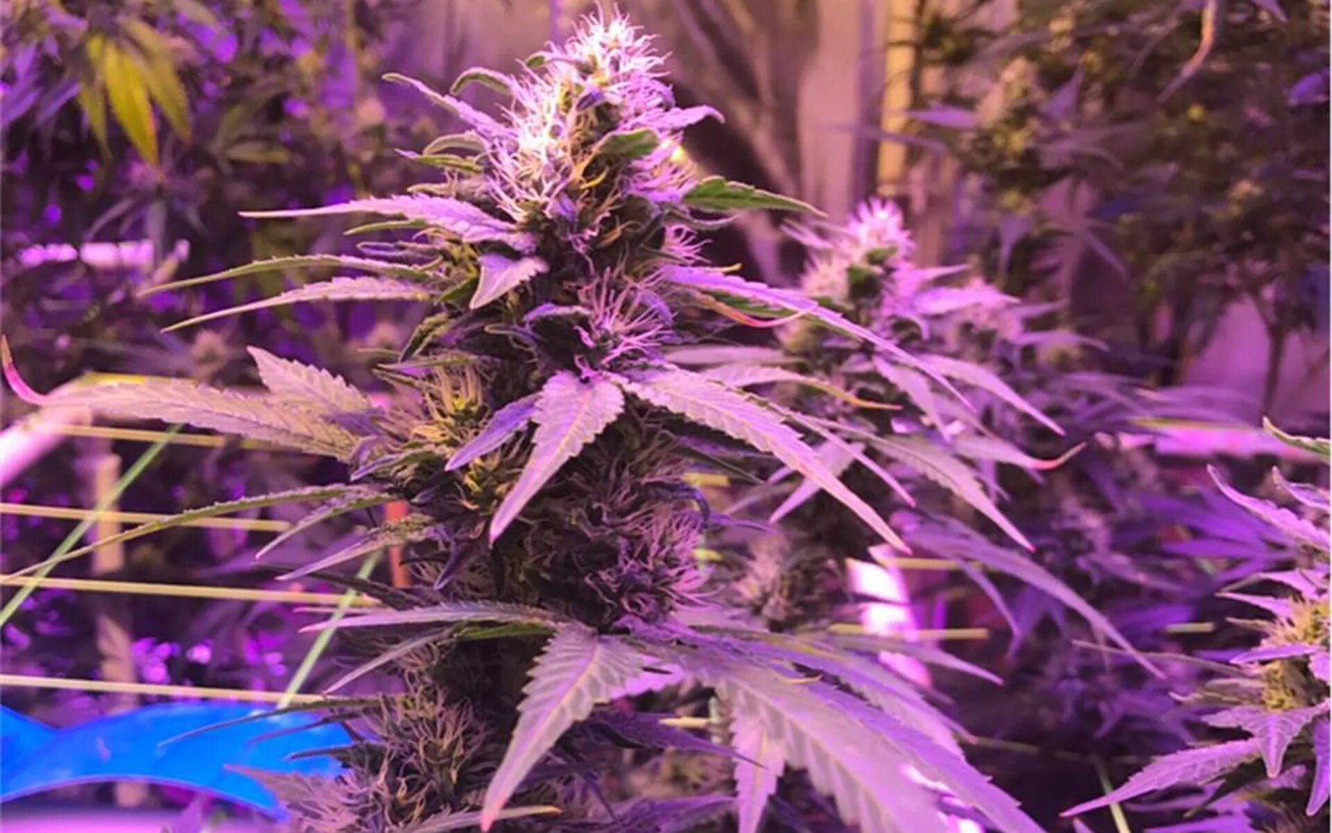 Пурпл хейз. Перпл хейз сорт. сорт марихуаны перпл хейз. purple kush сорт.