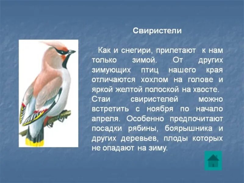 Сообщение о птице 2 класс. Свиристель 2 класс окружающий мир. Рассказ о зимующих птицах. Зимующие птицы с описанием. Сообщение о. зимкющих ПРИТСАХ.