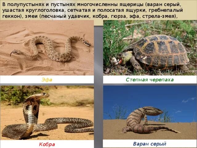 Какие признаки характерны для ящериц змей черепах. Полупустыни и пустыни черепаха. черепахи пустыни россии. змеи пустынь и полупустынь в россии. черепаха в пустыне описание.