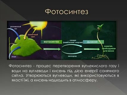 В какой эре появился фотосинтез