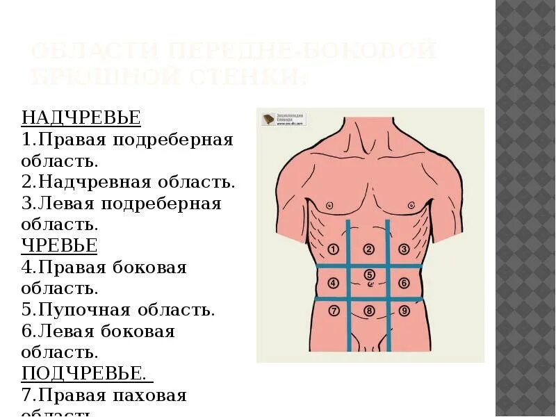 Надчревье чревье. Грыжи передней брюшной стенки топографическая анатомия. Топографические области передней брюшной стенки. Топографические линии брюшной стенки.