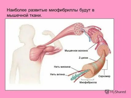 Наиболее развитой мышечной стенкой обладает