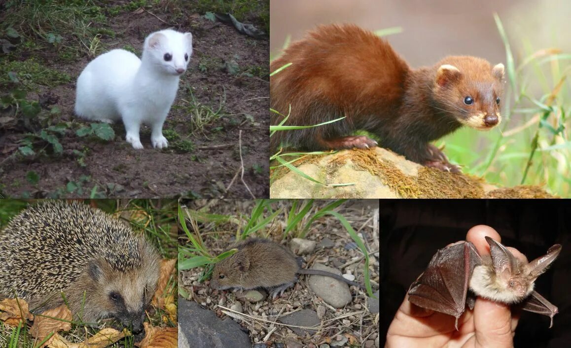 Ласка хорек куница горностай норка. Краснокнижные растения и животные подмосковья. Дикие животные владимирской области. Животное обитающее в москве. Куница лесная желтодушка.