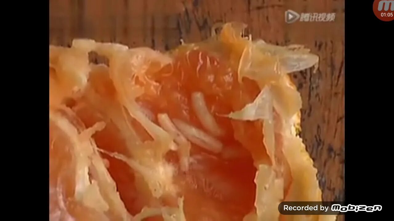 Червяки в мандаринах. Червяки в мандаринах. Червяки в мандаринах. Червяки в мандаринах. Апельсины в пакете.