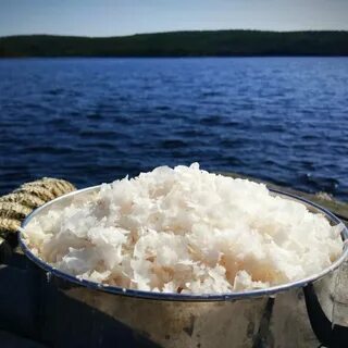 Белое море добыча