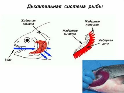 Жаберное дыхание представители