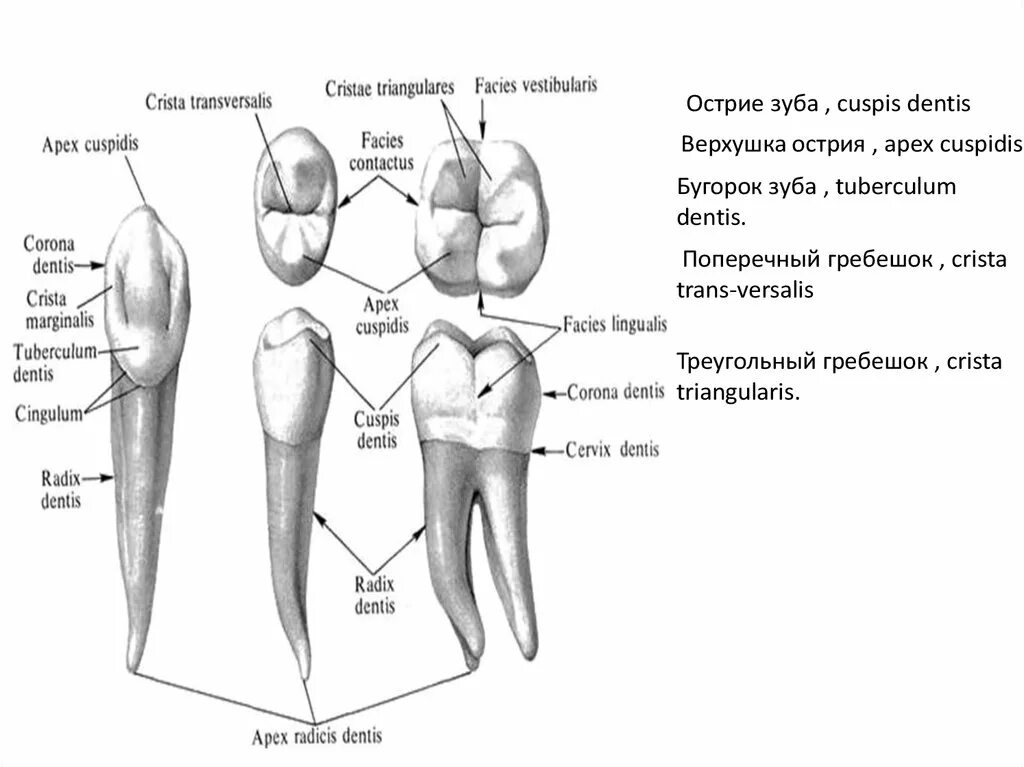 Отверстие верхушки зуба на латинском. Отверстие верхушки зуба на латинском. Строение анатомической и физиологической верхушки корня зуба. Отверстие верхушки зуба на латинском. Отверстие верхушки зуба на латинском.