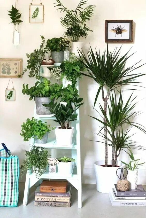 Комнатными растениями в квартире фото #uohome * Instagram photos and videos Living room plants, Bedroom plants, House