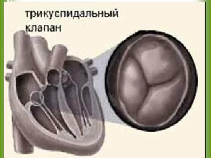 Митральный и трехстворчатый клапаны. Трикуспидальный трехстворчатый клапан. Митральный клапан сердца трехстворчатый. Митральный и трикуспидальный клапаны.