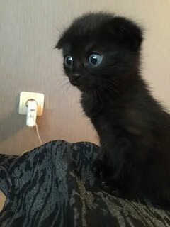 Включи котейка