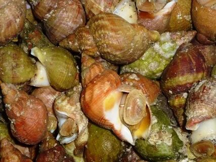 Мясо моллюска