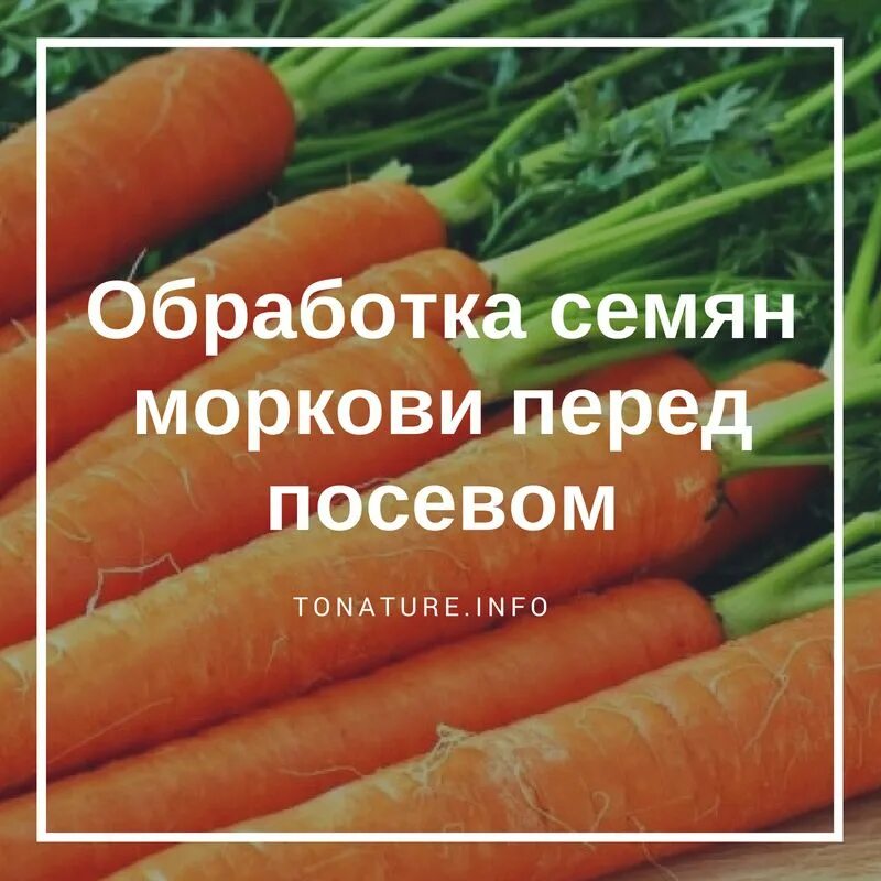 Можно ли перед посадкой моркови. Морковь семена. Морковь семена лучшие сорта для открытого грунта. Обработанные семена моркови. Название семян моркови.