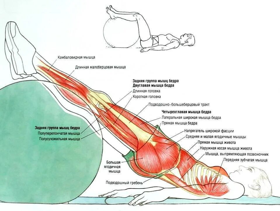 Расслабленный задний. Упражнения для мышц бедер и ягодиц. Упражнения для укрепления ягодичных мышц. Задняя поверхность бедра мышцы упражнения. Растяжка задней мышцы бедра.