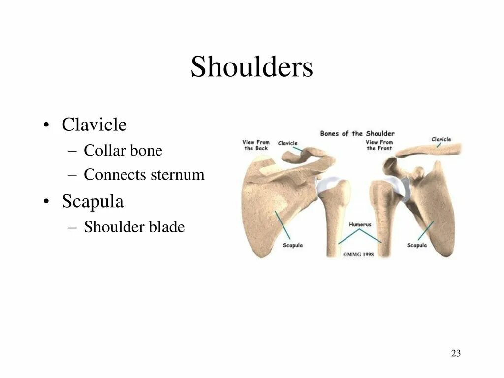 Bones ligaments. Human bones. Cartilaginous транскрипция. Cost an arm and a leg. Shoulder blade.