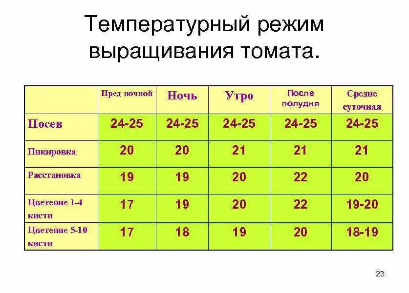 Оптимальная температура для рассады помидор