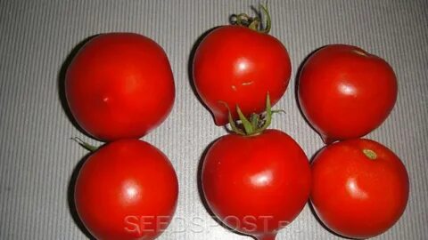Томат пожарский