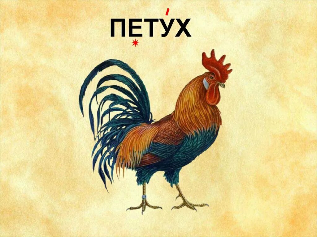 Петух по другому