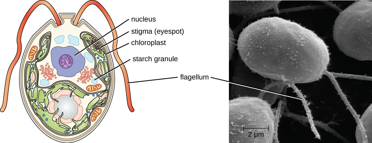 Фагоцитоз прокариот. Cell Red algal. Фагоцитоз хламидомонада. Mainori Cells algae. Algal photosintesis.