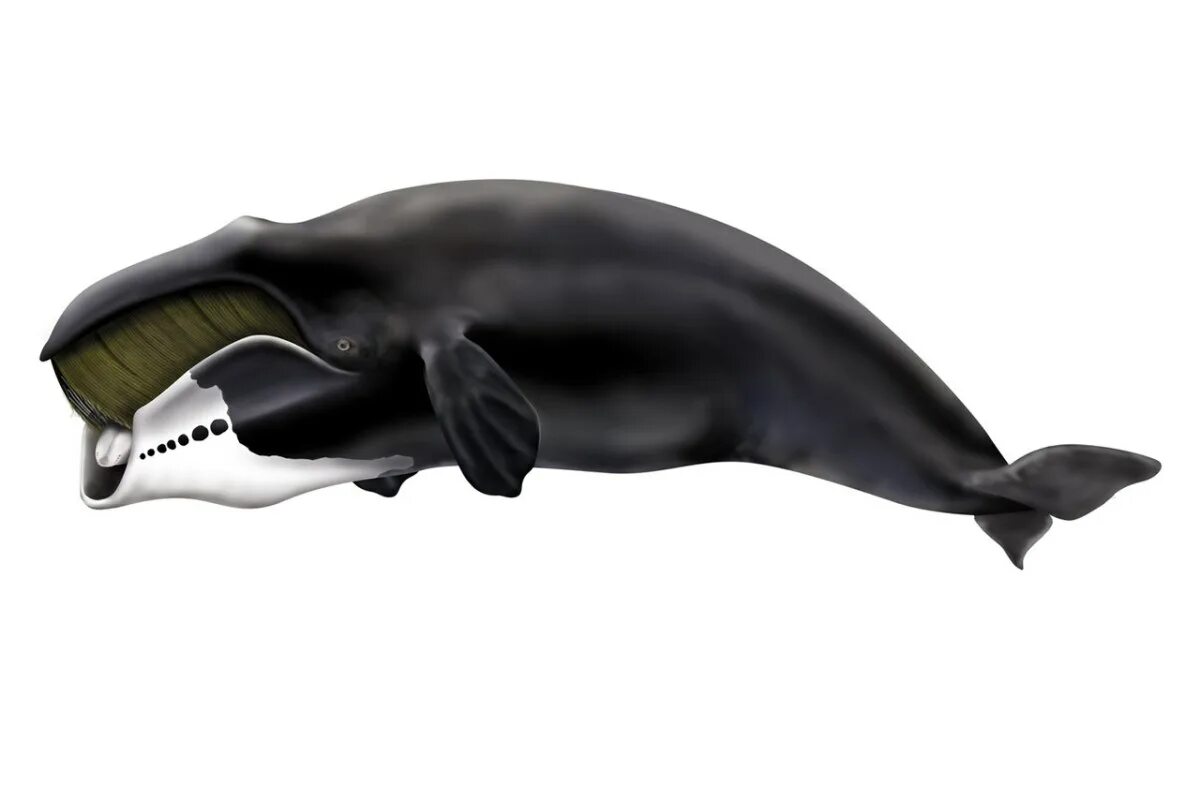 Гренландский кит. Гренландский кит сбоку. Гренландский кит (Balaena mysticetus). Животные Арктики Гренландский кит.