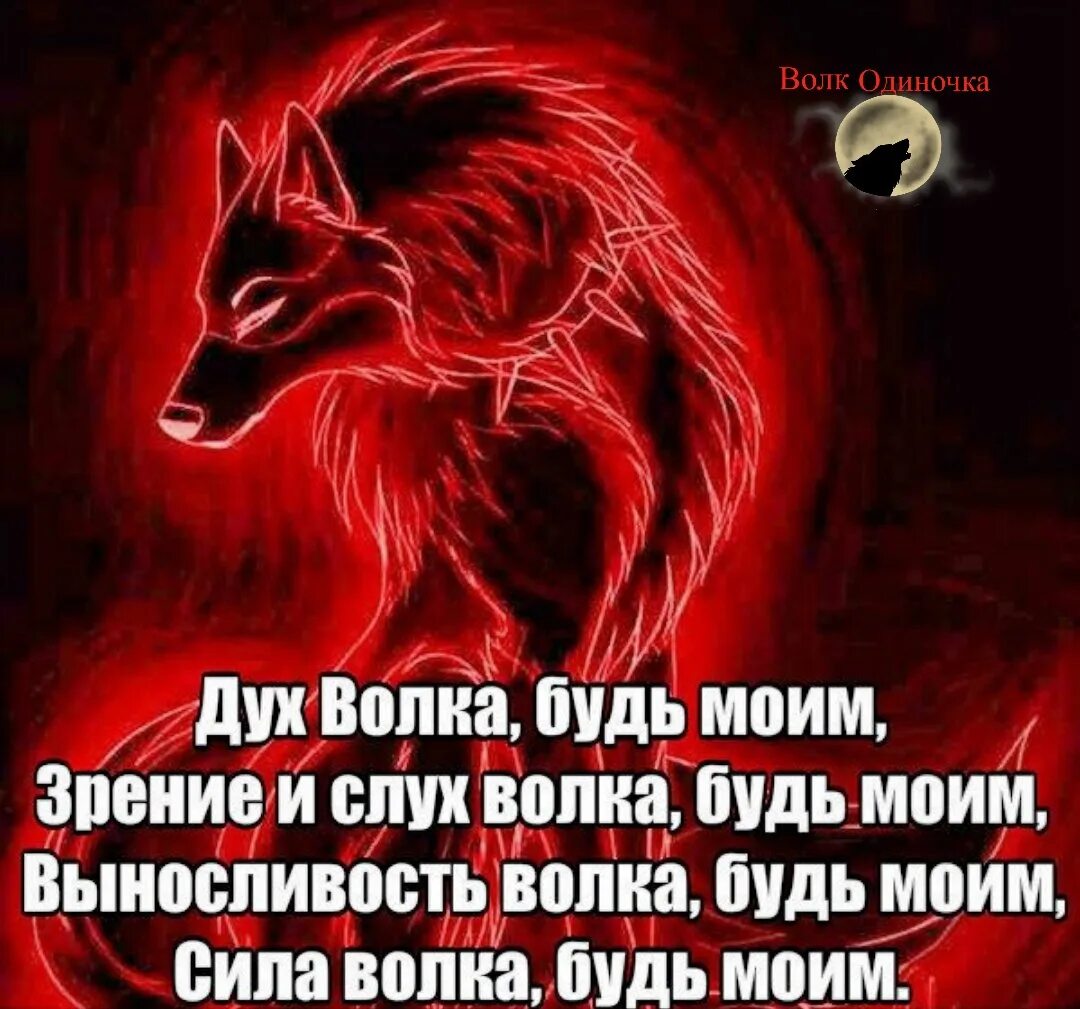 Песня главное в этой жизни духом не. Сила волка. Дух волка. Статусы с волками. Дух волка цитаты.