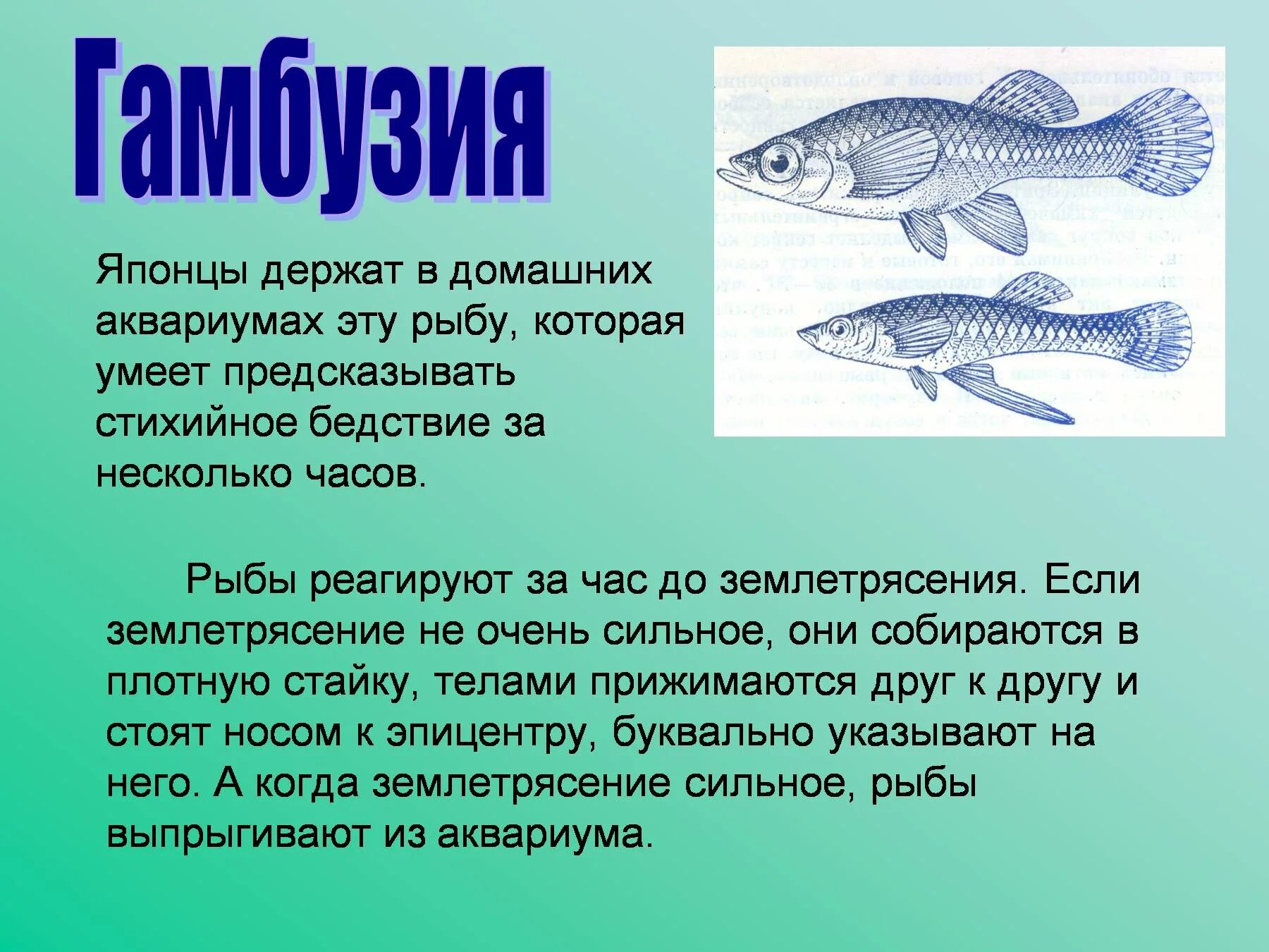 Почему рыбы живут в воде. Рыба которая предсказывает погоду. Рыбы перед землетрясением. Поведение рыб. Звуки рыб.