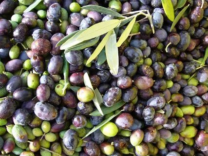 Где растут оливки и маслины