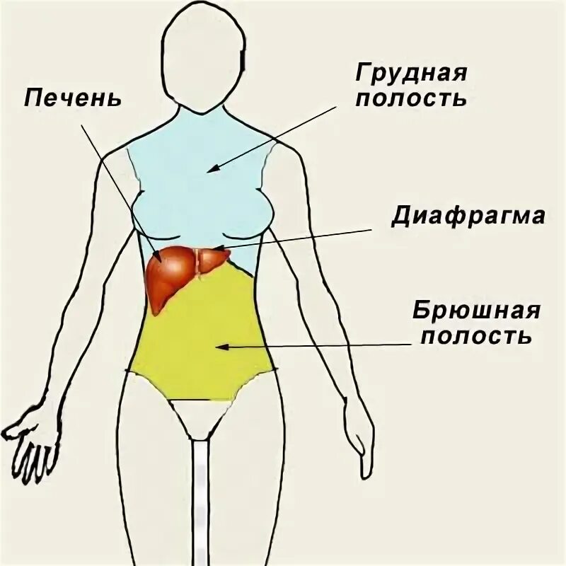 Брюшная и грудная полость тела. Где находится диафрагма. Расположение диафрагмы в организме. Диафрагма человека. Диафрагмы в теле человека.