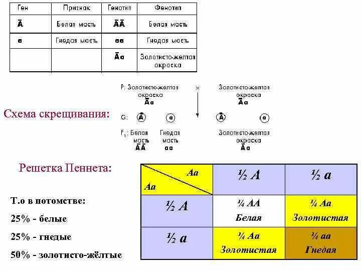 Генетические задачи на дигибридное скрещивание. Генетические задачи решетка Пеннета. Задачи по биологии с решеткой Пеннета. Задачи по генетике решетка Пеннета. Решетка Пеннета генотип и фенотип.