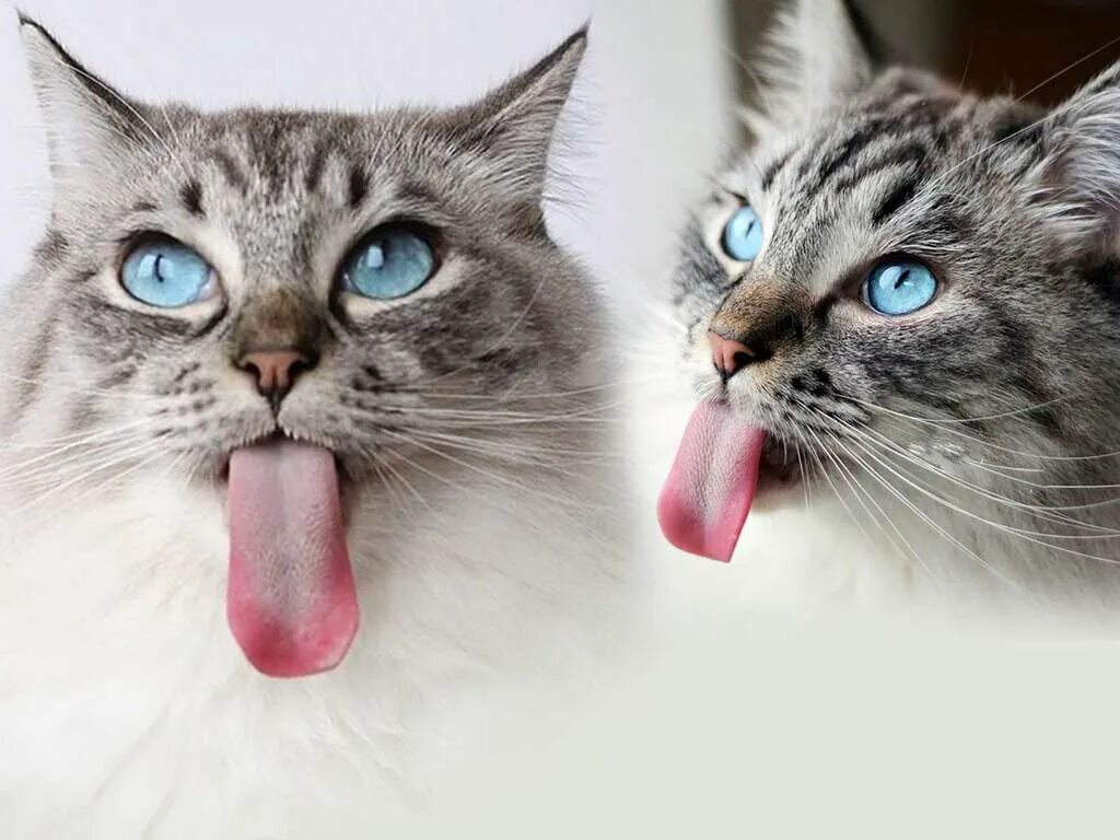 Кошачий носик. Звук облизывания. Звук облизывания. Кошка покусывает. Котики кусаются.