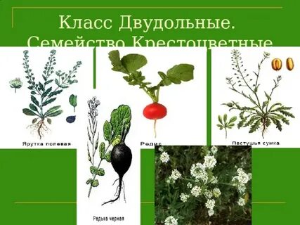 Роды крестоцветных