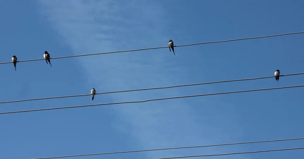 Когда прилетают ласточки. Ласточки прилетают весной. Прилетели ли ласточки. Ласточки прилетают весной. Ласточки прилетели.
