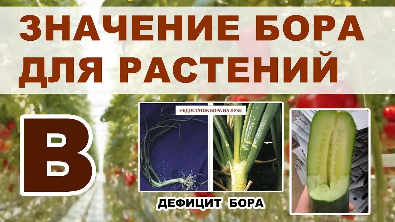 Бор микроэлемент. Бор микроэлемент для растений. бор для растений значение. недостаток и избыток бора у растений. бор недостаток и переизбыток у растений.