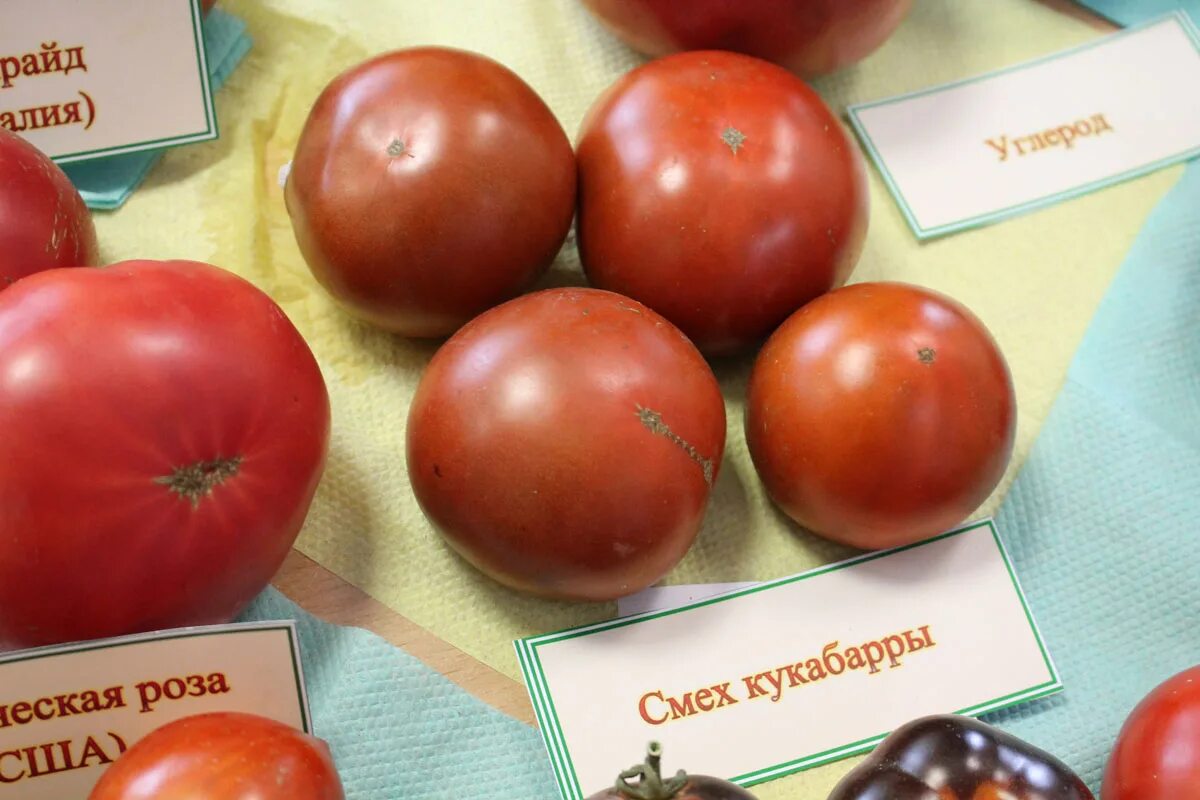Томат смех. Томат смех кукабарры. томат гном смех кукабарры. гном кукабарра томат. томат смех кукабарры характеристика.