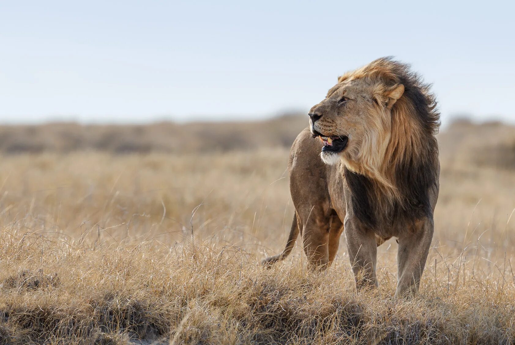 Ютуб дикий животный. Животные Африки. Лев jpg. Lion Side view. Standing Lion.
