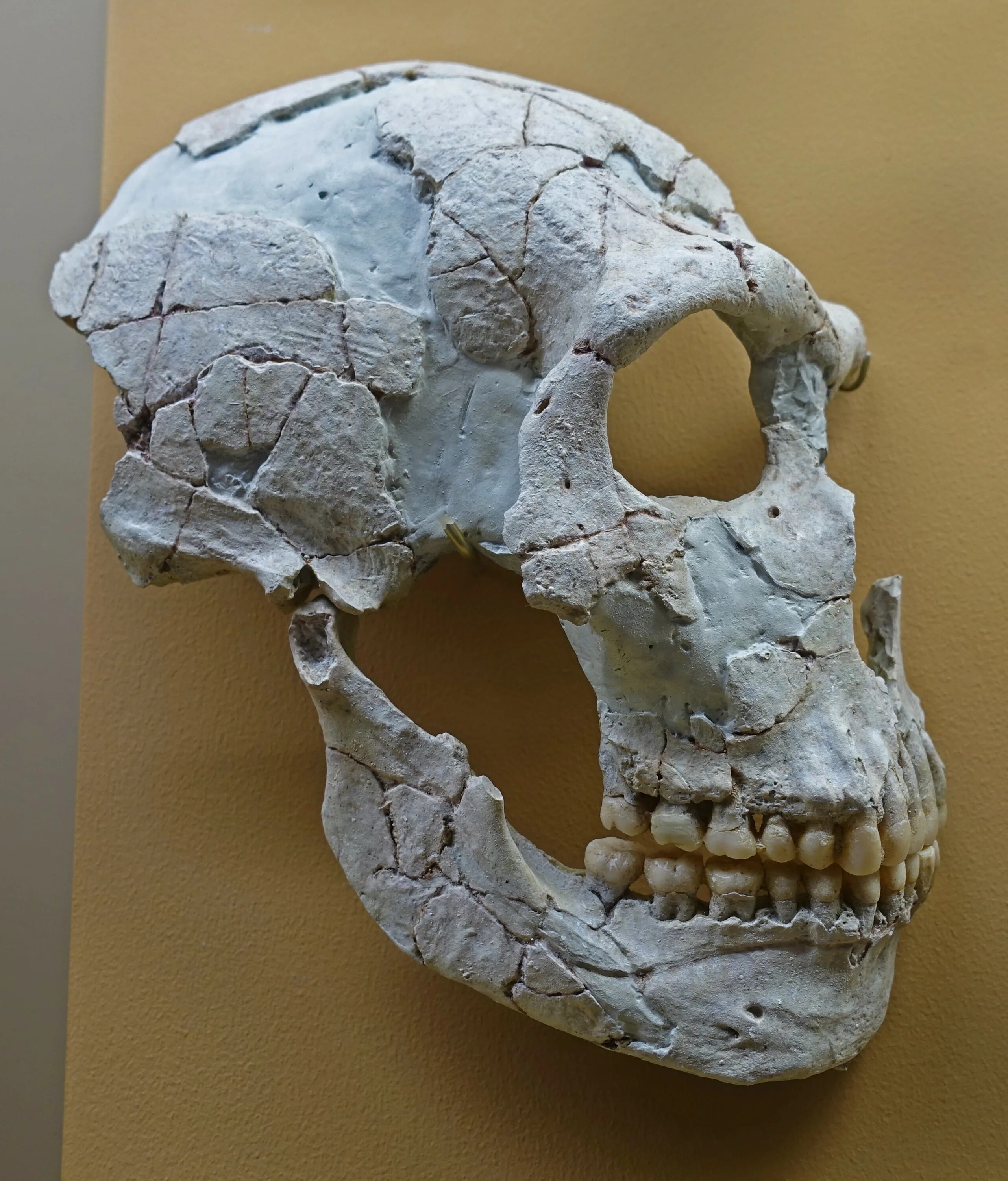 Череп древнего человека и современного. Музей Неандерталь Эволюция черепа.