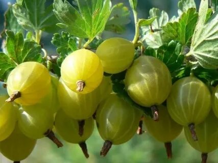 Крыжовник сорта русский желтый