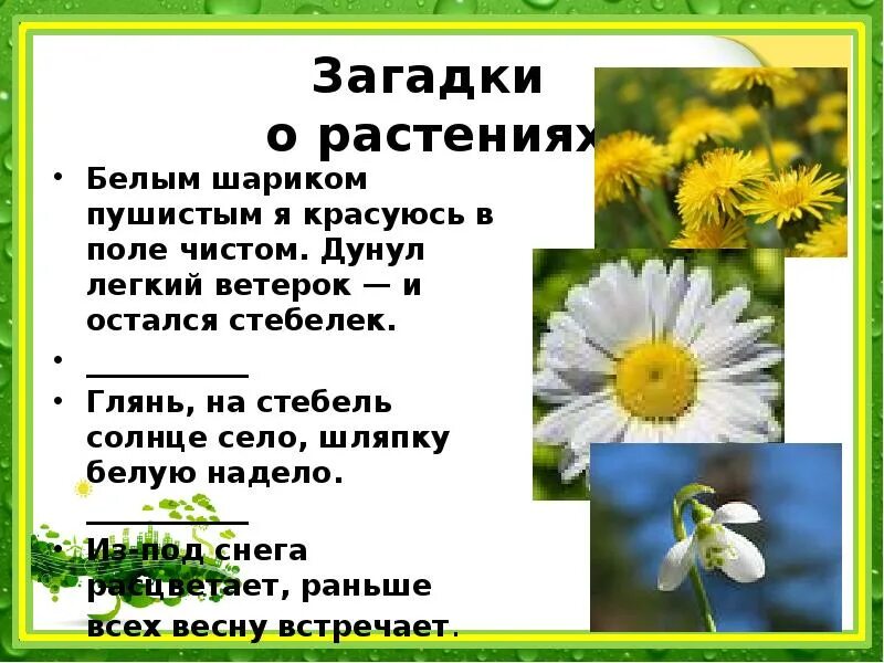 Белая росинка золотое донце отгадка. Загадки про растения. Загадки о цветах. Загадки про цветы. Загадки про растения с ответами.