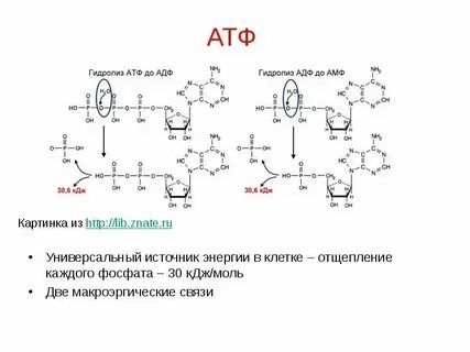 Гидролиз макроэргических связей