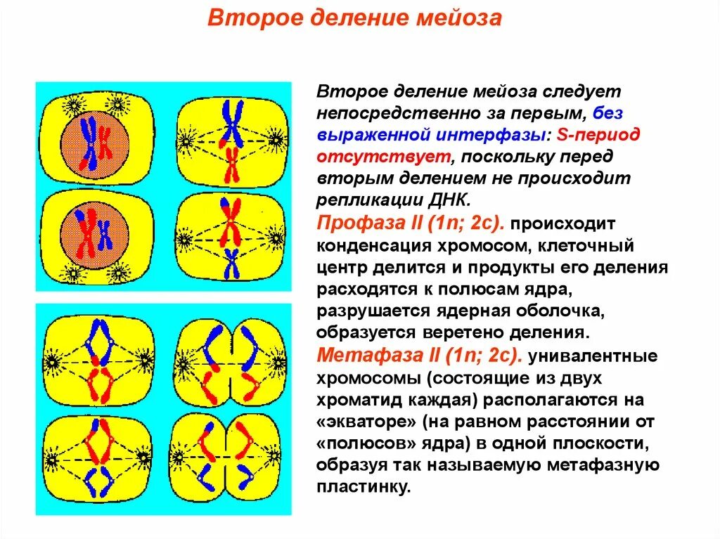 Мейоз 2 деление интерфаза. Профаза 2 деления мейоза. Профаза первого деления мейоза. Профаза II деления мейоза.