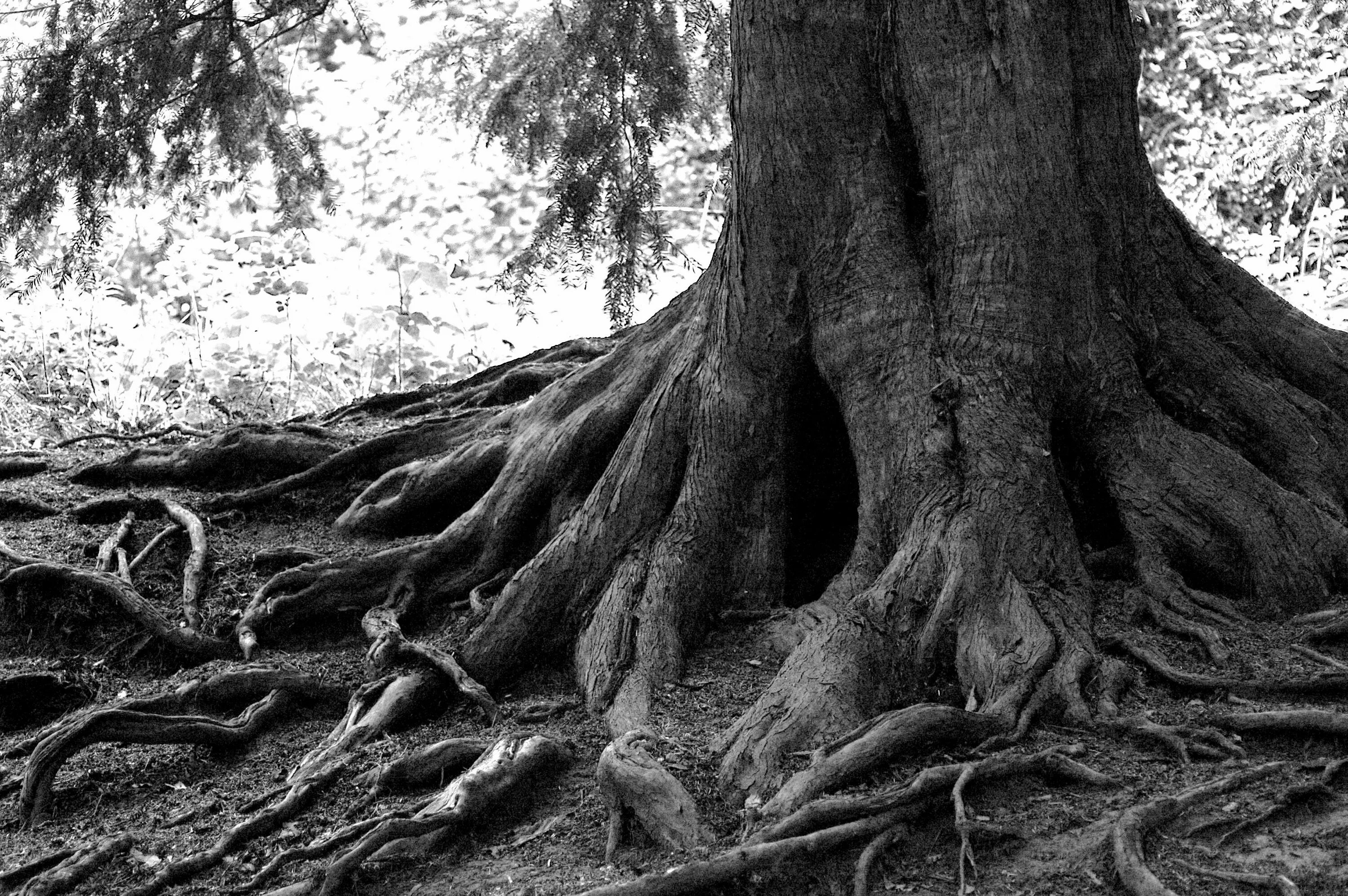 Самые глубокие корни. Сатанинский дуб. Корни секвойи. Корни дерева. Ствол дерева.