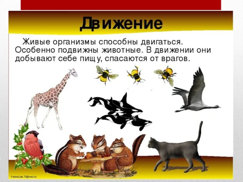 Движение живых организмов. Движение признак живого организма. Передвижение животных. Движение различных животных.