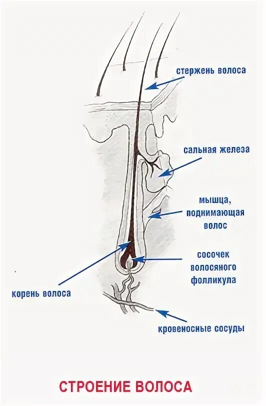 Строение волоса. Строение стержня волоса. Строение волоса человека. Схема строения волоса.