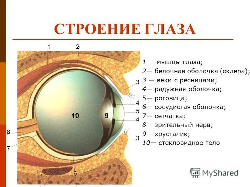 Как называется прозрачная часть белочной оболочки глаза. Белочная оболочка склера. Белочная оболочка глаза человека. Строение белочной оболочки глаза. Белочная оболочка склера строение.