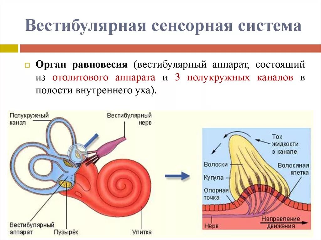 Полукружные каналы внутреннего уха расположены. Внутреннее ухо вестибулярный анализатор анатомия. Строение вестибулярного аппарата схема. Вестибулярная сенсорная система строение. Строение внутреннего уха отолитовый аппарат.