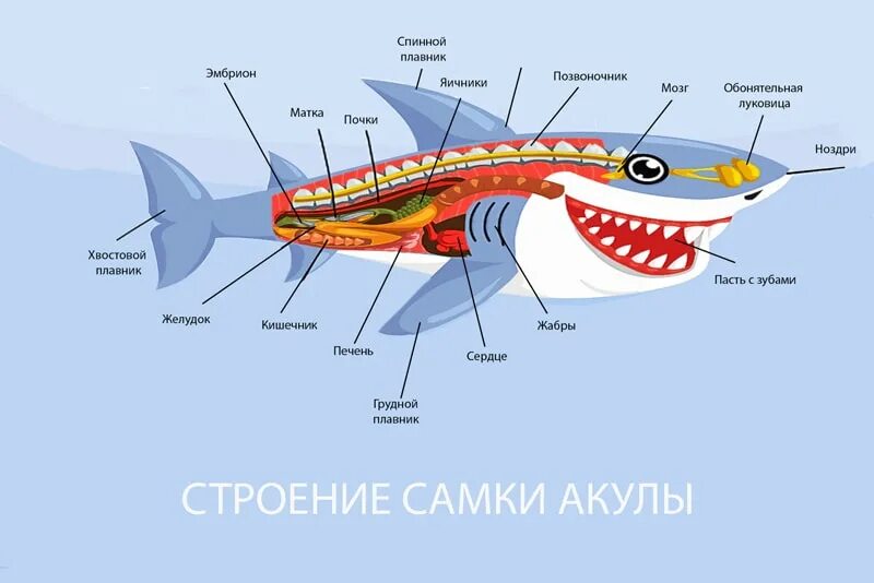 Строение пищеварительной системы акулы. Пищеварительная система акулы схема. Строение акулы внутреннее скелет. Внутреннее строение акулы Катран.